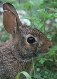 Eastern Cottontail